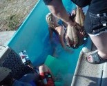 Piranha 3DD